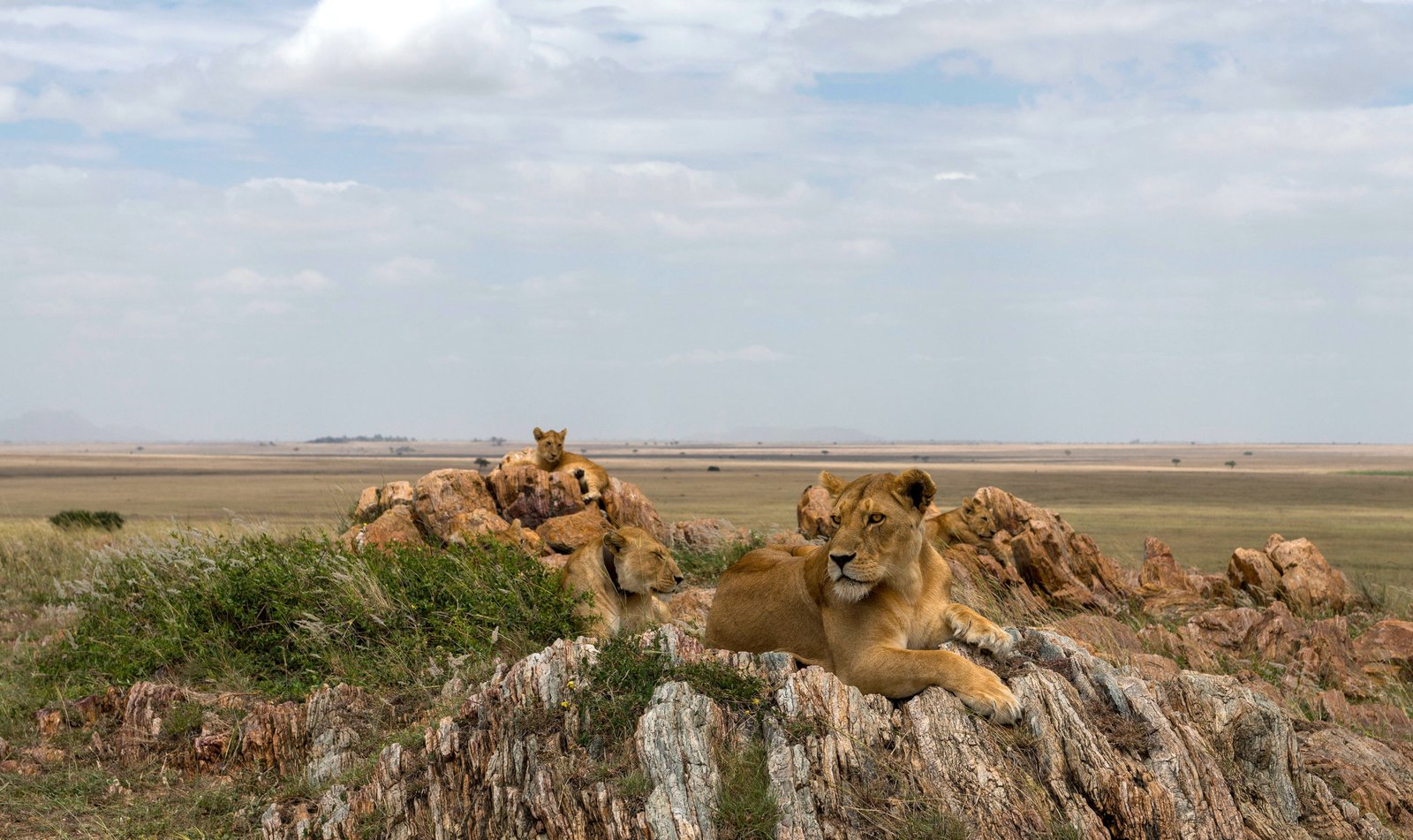 Lions from Jua Kali pride. Five Hill Track, Serengeti.