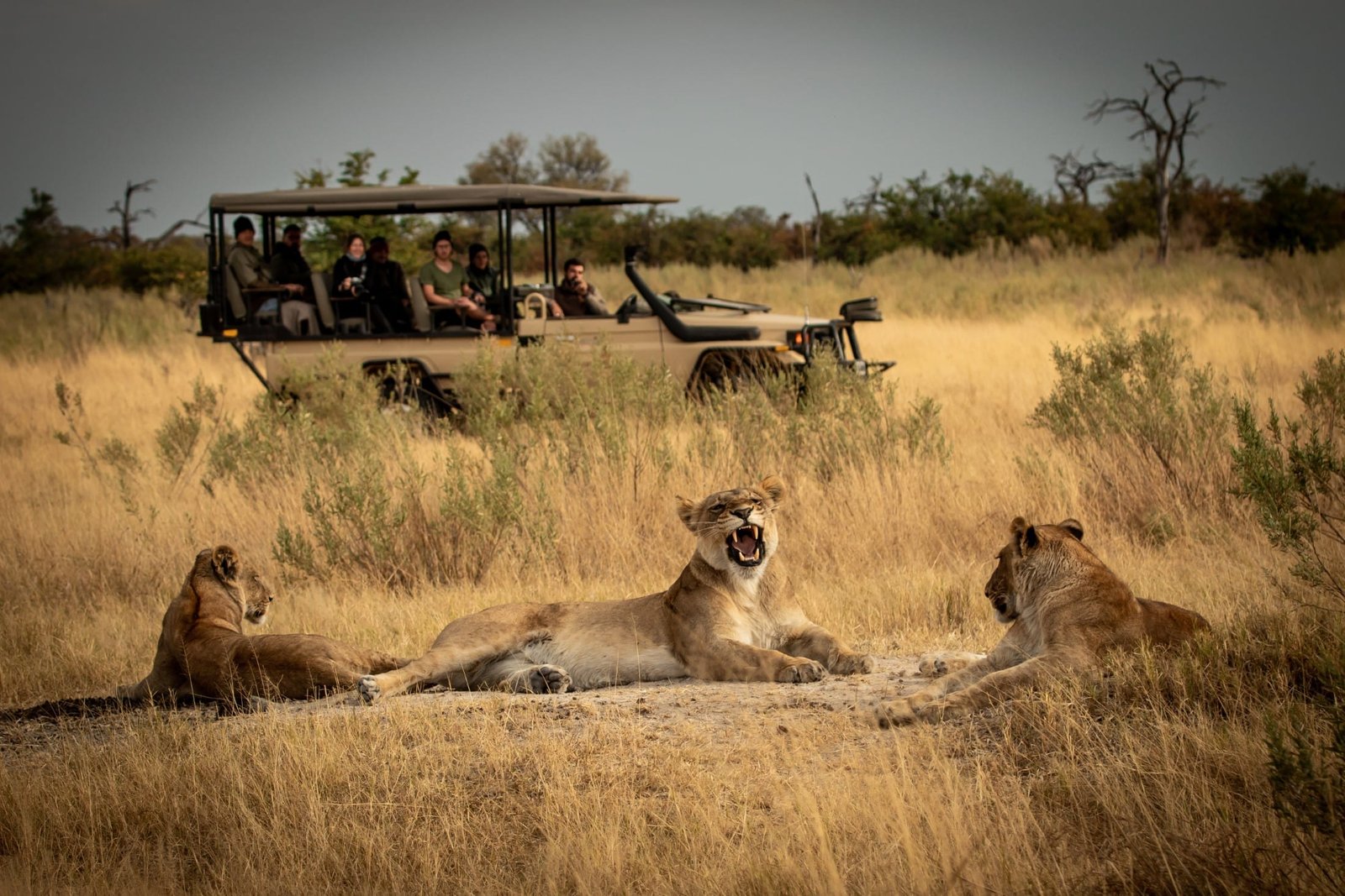 yawning-lioness-with-cubs-lying-in-savanna-grass-in-front-of_shutterstock_2200110161