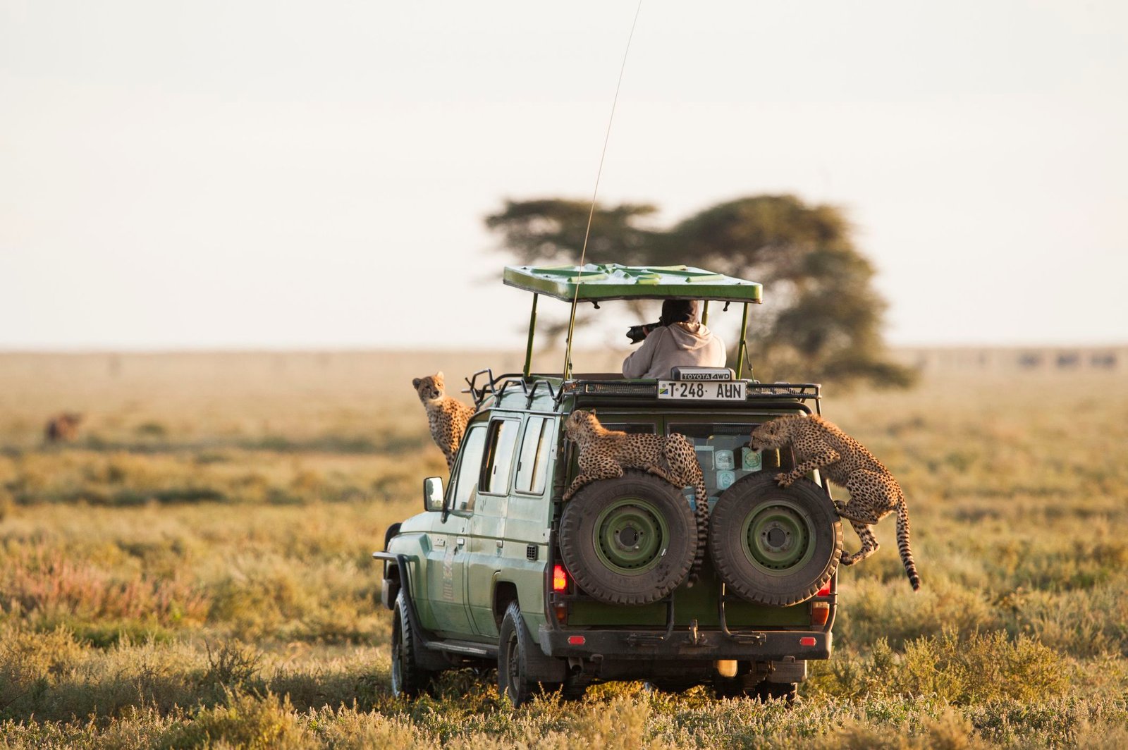 77-772638_getty-5b3b602e46e0fb0037bf377c-serengeti-park-tanzania (1)