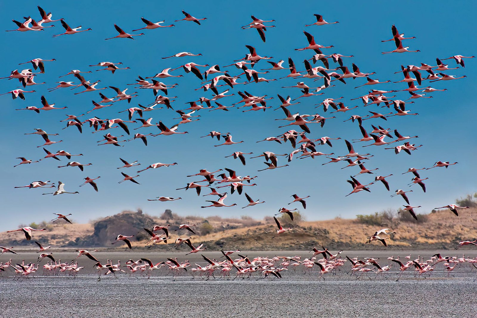 Paysage de flamants roses.
