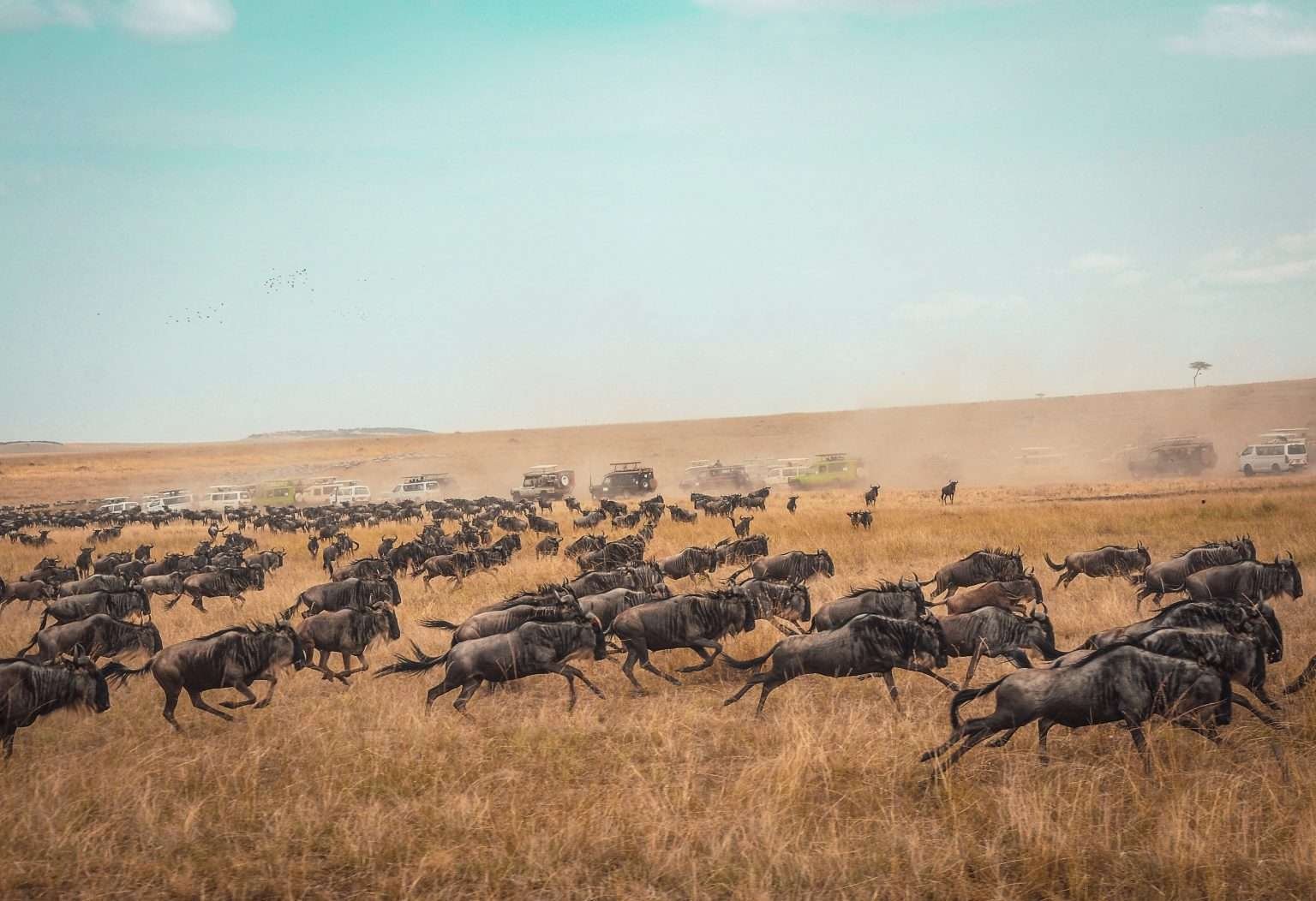 Masai-Mara-National-Park-Kenya-safaris-3-1536x1052
