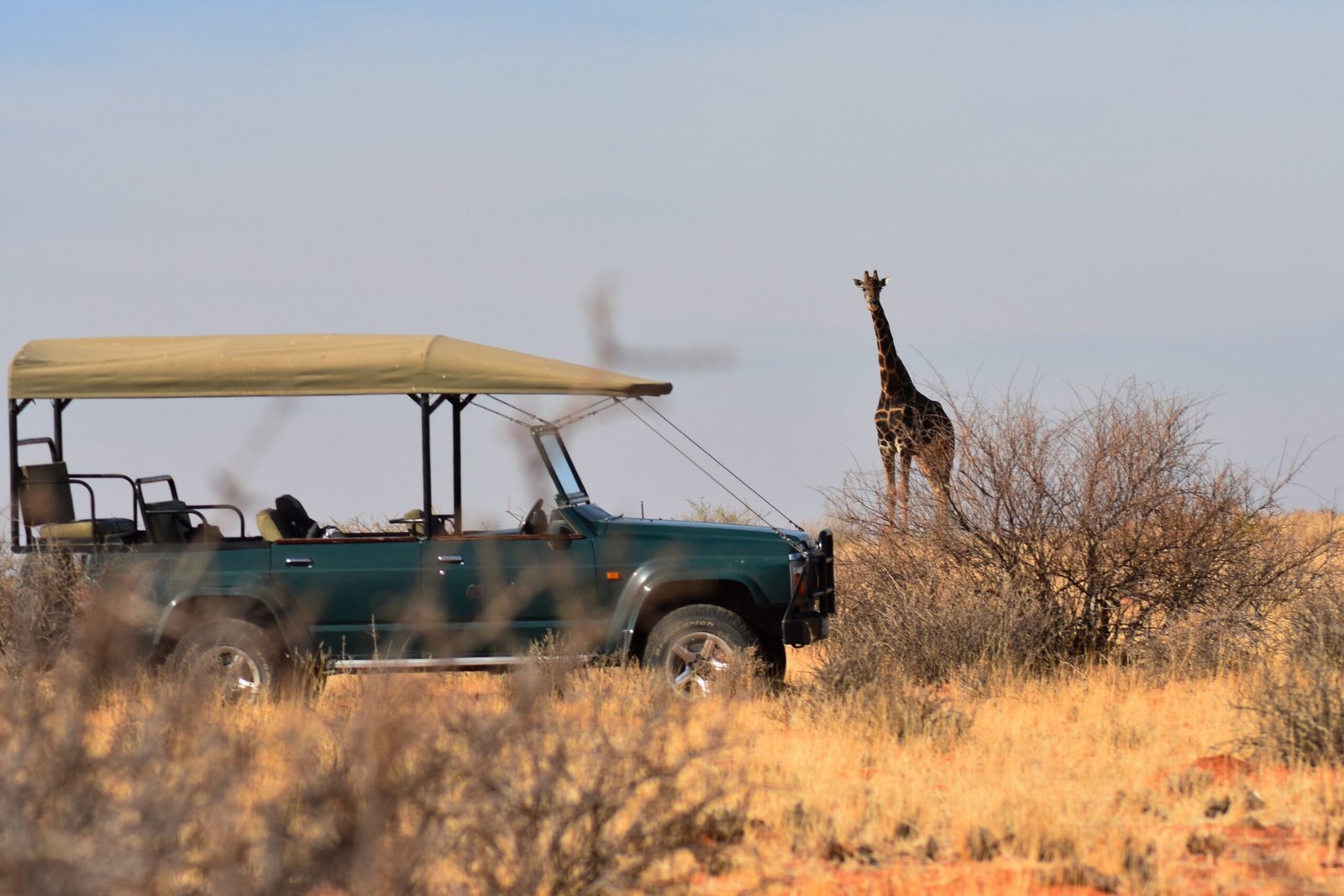 brenypix-giraffe-4459137