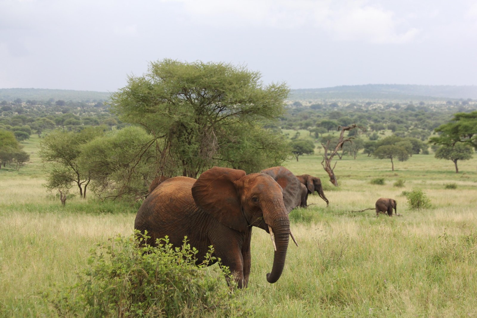 hugh_grant-elephant-222965_1920