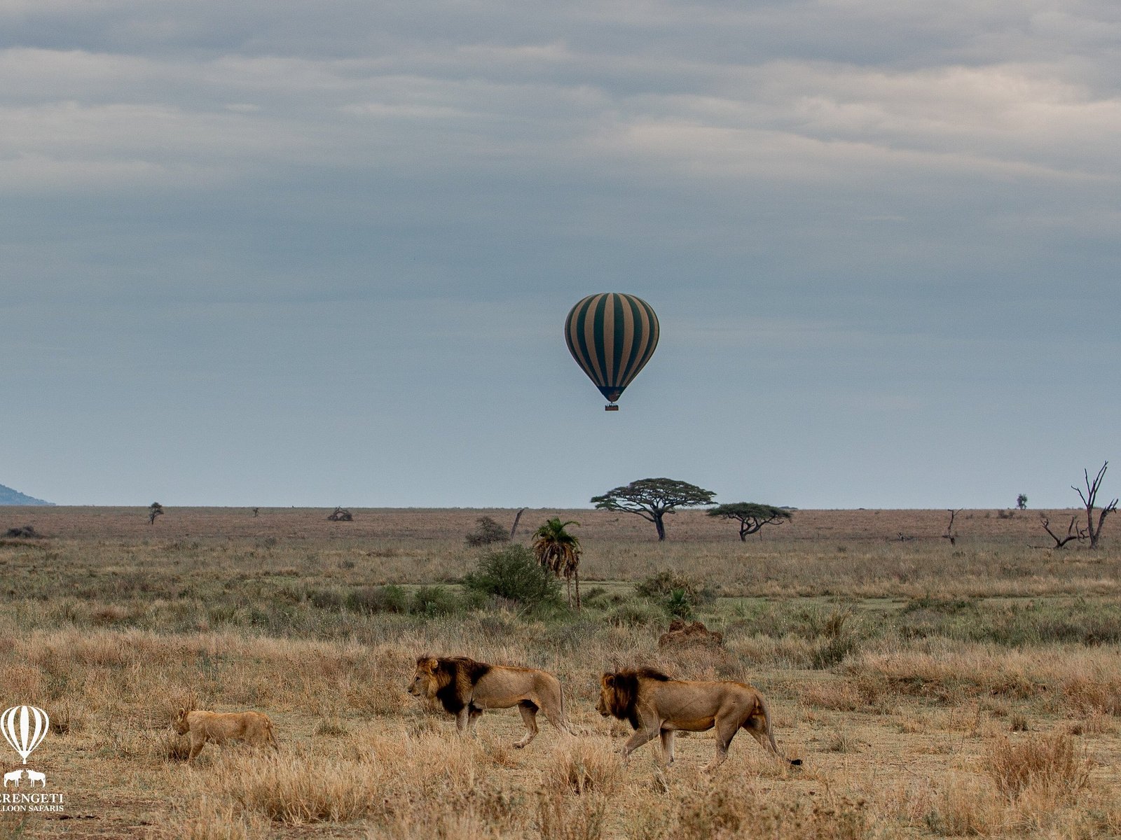 serengeti-balloon-safaris