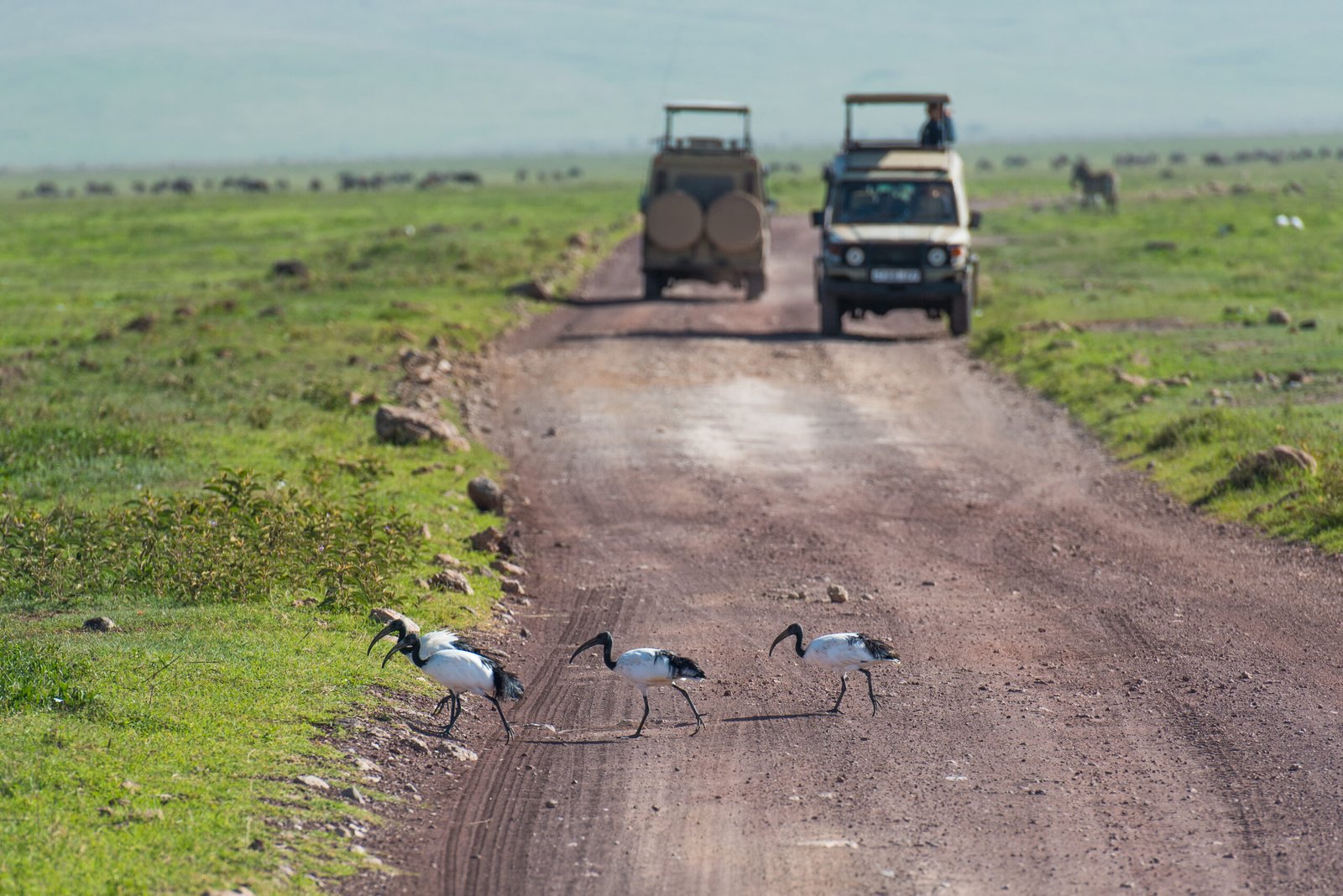 African,Sacred,Ibis,Birds,Crossing,The,Road,With,Off,Road