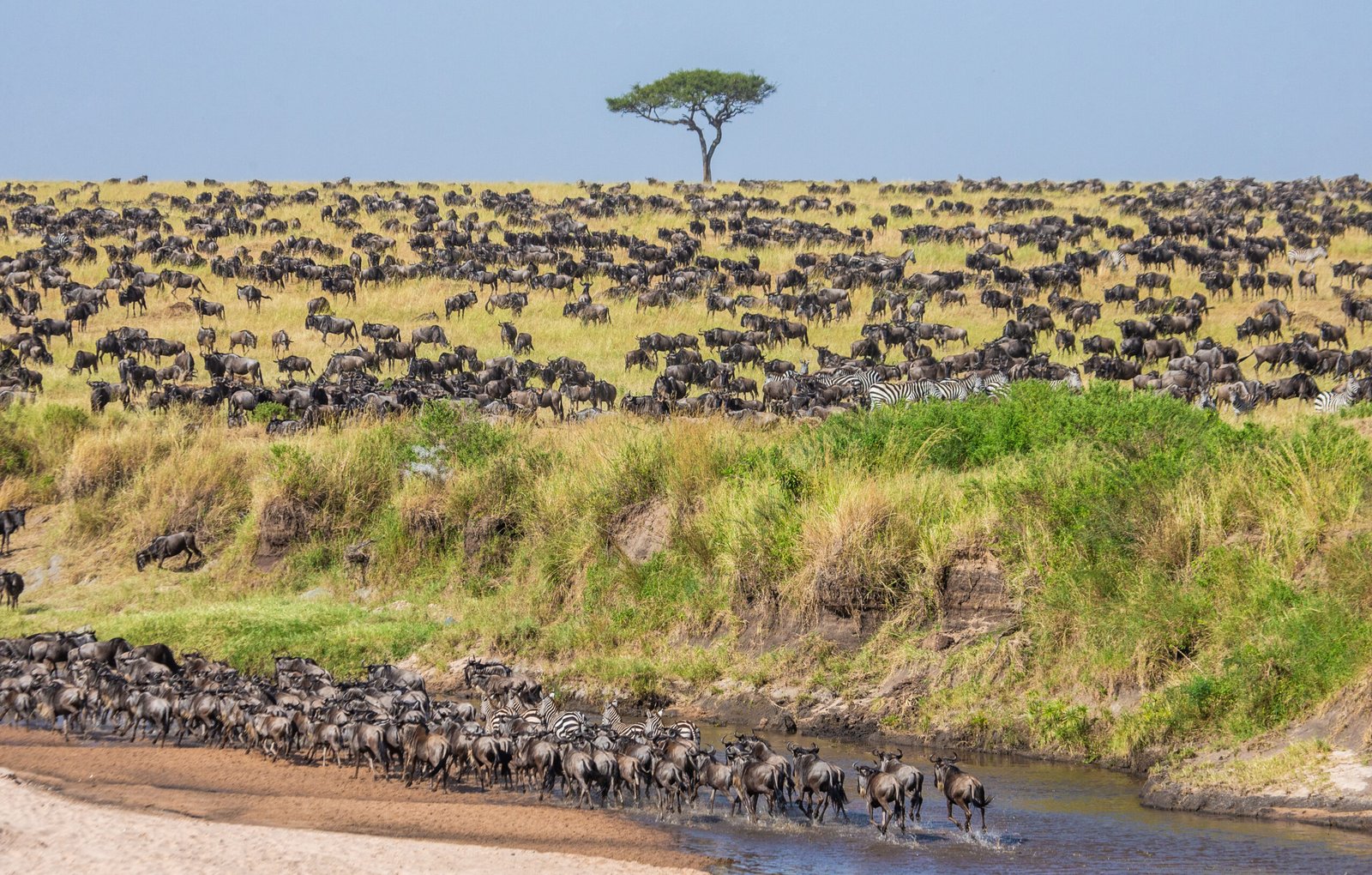 Big,Group,Of,Wildebeests,In,The,Savannah,Crosses,A,Small