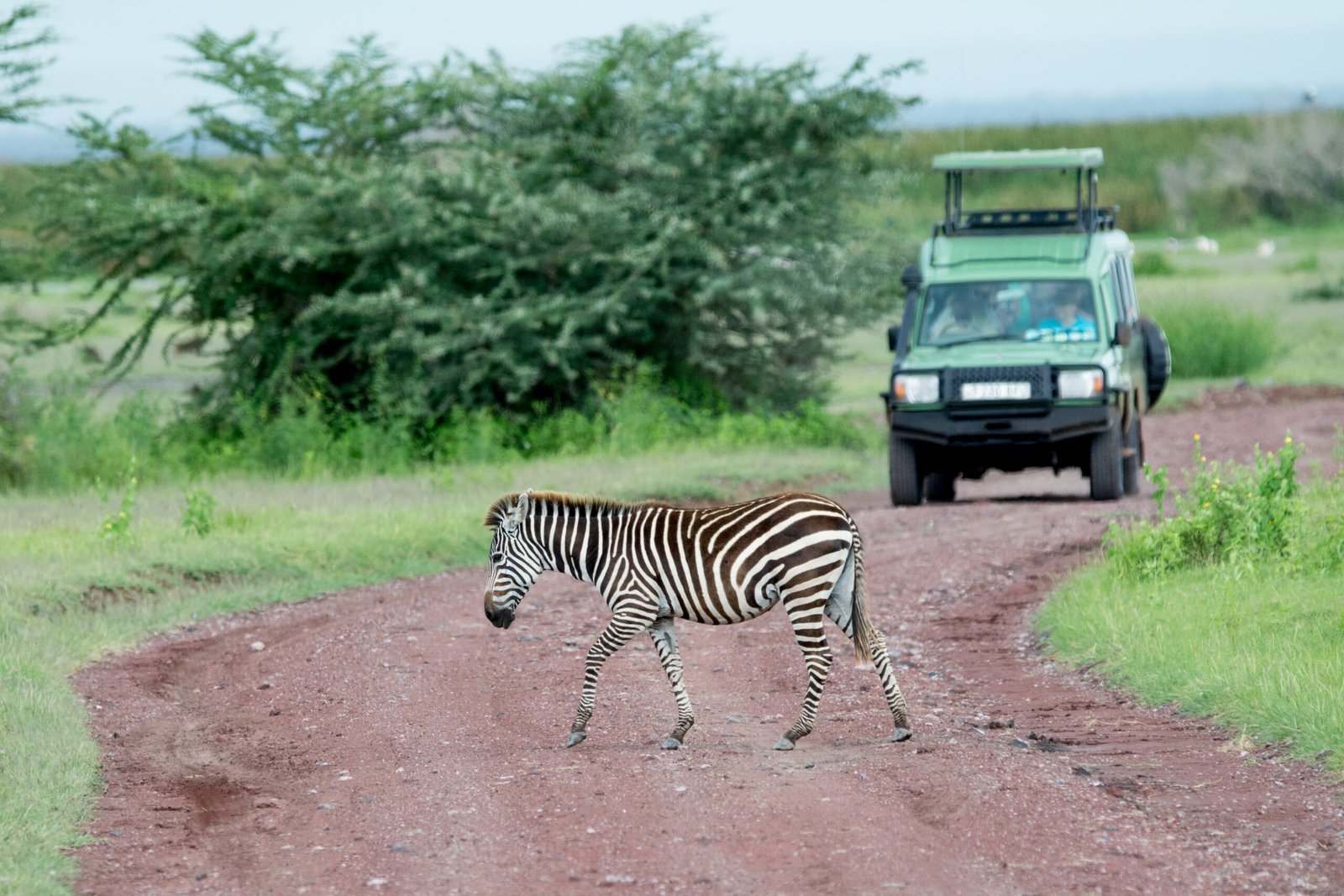 Safari,Driver,In,Tanzania