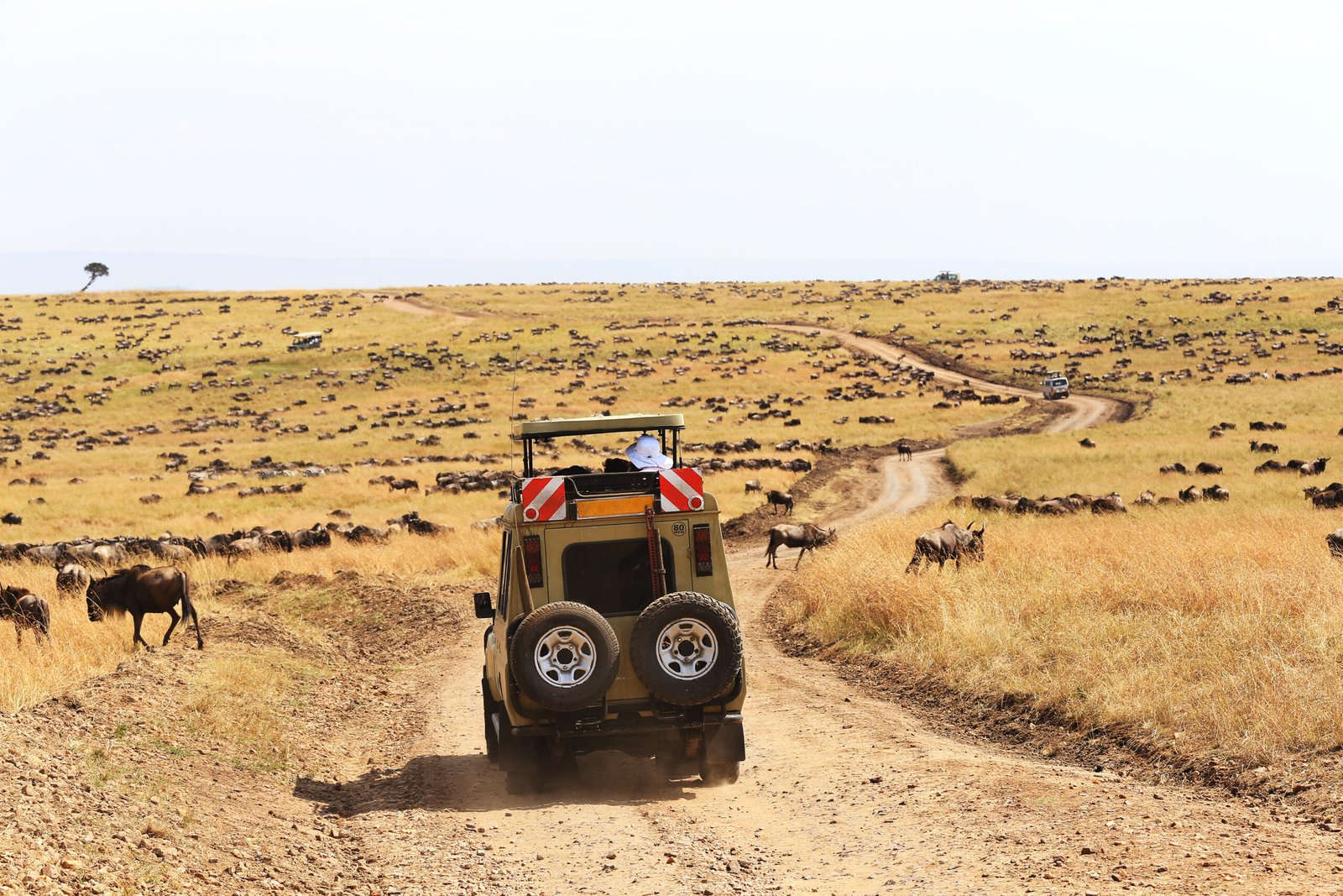 Safari,Game,Drive,During,The,Great,Wildebeest,Migration,Across,Northern