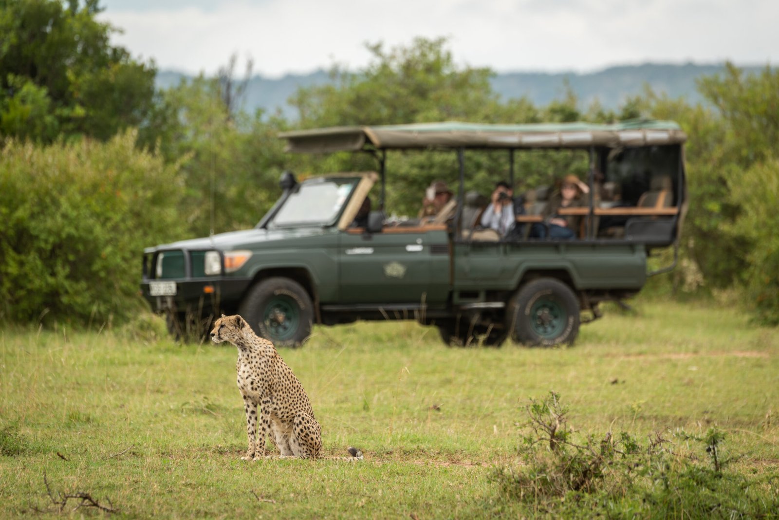 Tourists,In,Truck,Watch,Cheetah,On,Grass