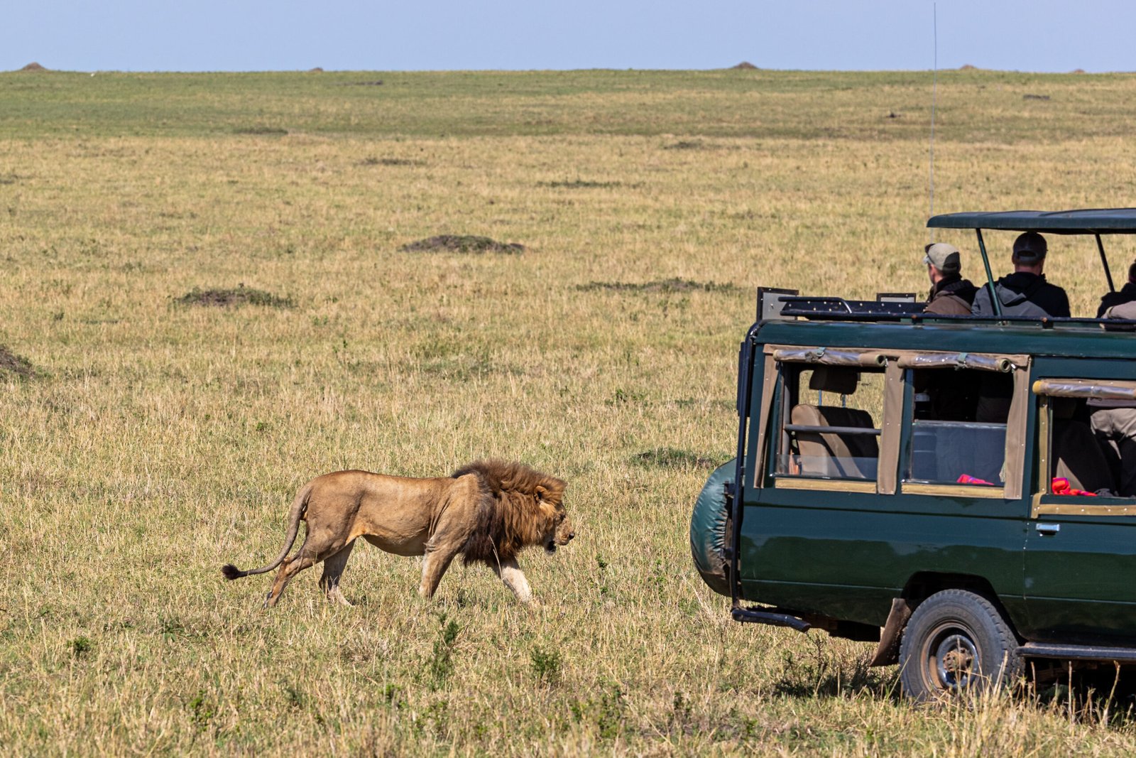 Large,Male,African,Lion,Walking,Very,Close,Towards,A,Photo