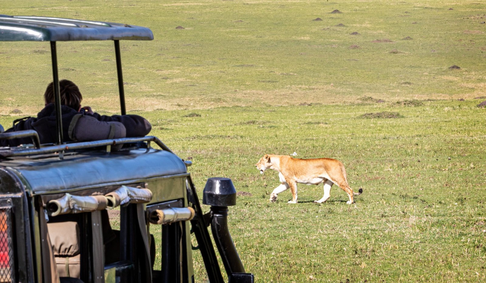 Safari,Tourist,Standing,Up,In,Game,Drive,Vehicle,Photographing,Lioness