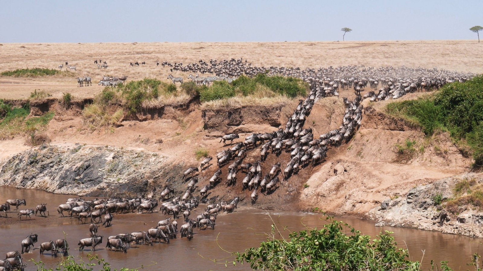 Ultra,Wide,Angle,Shot,Of,Wildebeest,Herd,Crossing,The,Mara