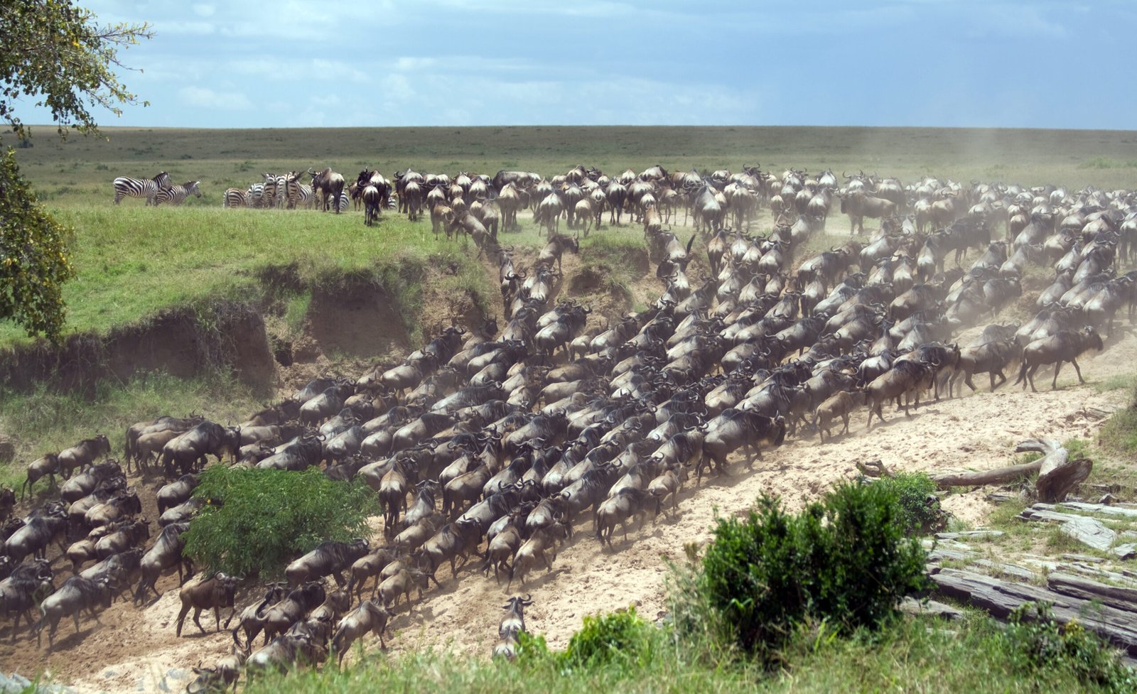 The,Wild,Animals,On,Safari,In,The,Masai,Mara,Kenya