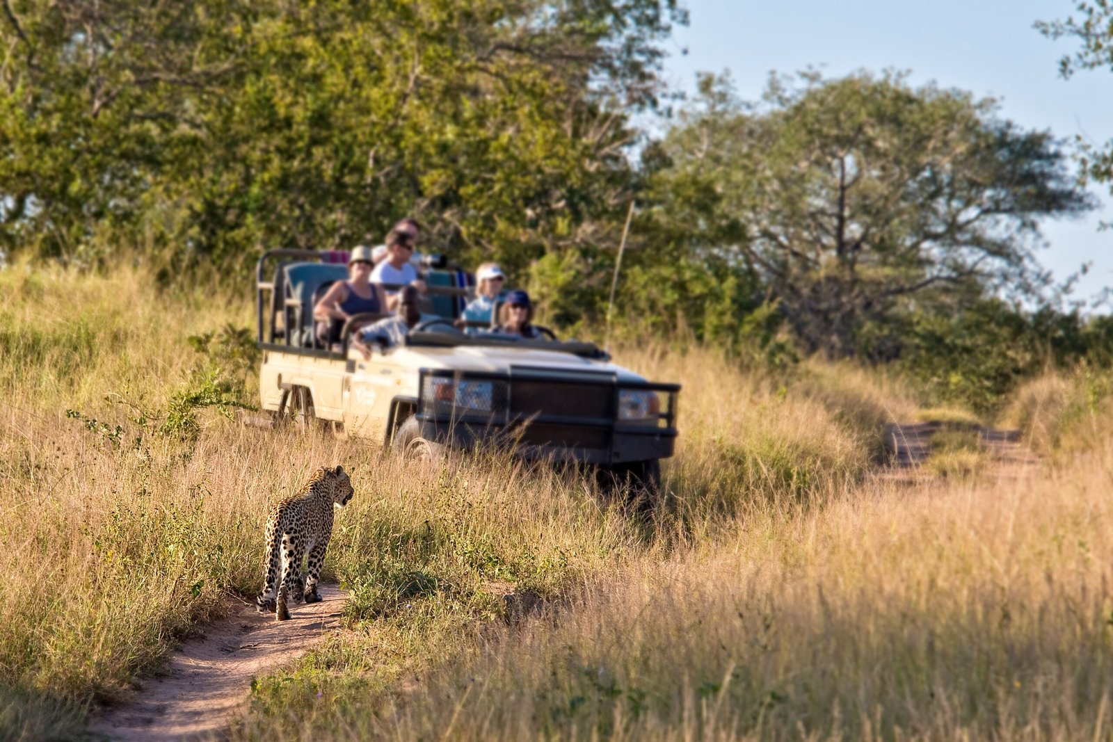 Tourists,Observing,A,Female,Leopard,,South,Africa