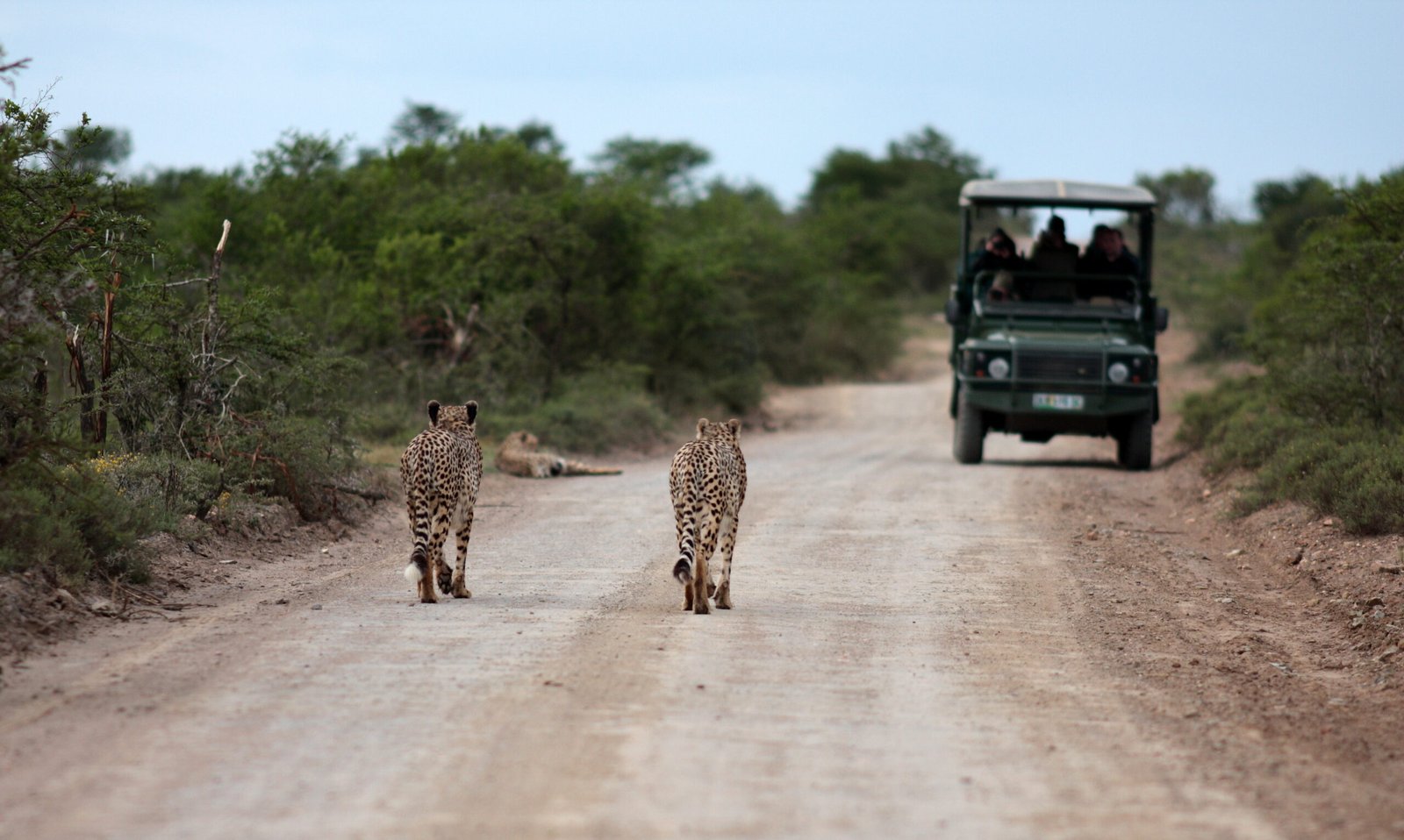 Three,Cheetah,On,A,Game,Reserve,Walk,Towards,The,Tourists