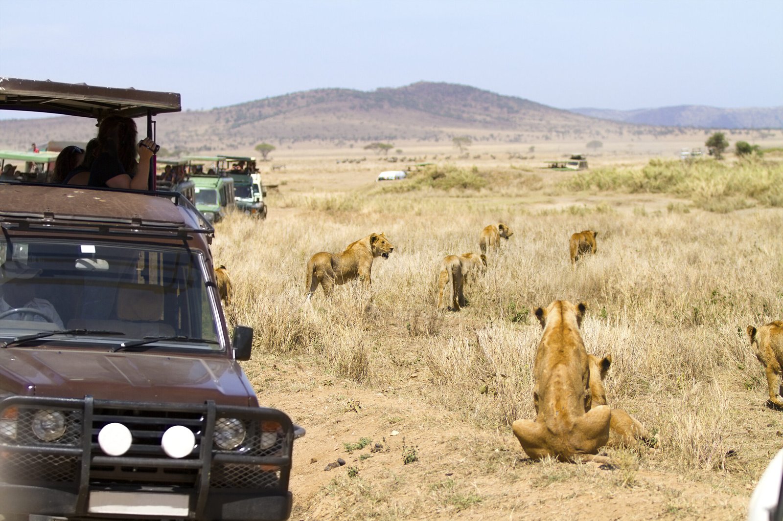 Wildlife,Safari,Tourists,On,Game,Drive