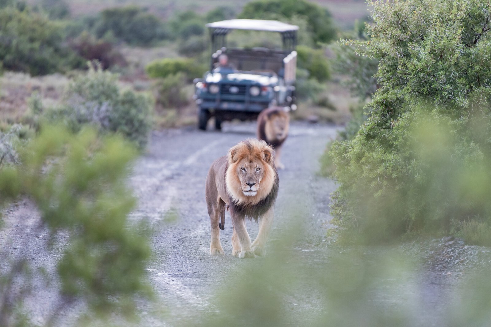 Two,Male,Lions,In,A,Typical,Scene,On,A,Game
