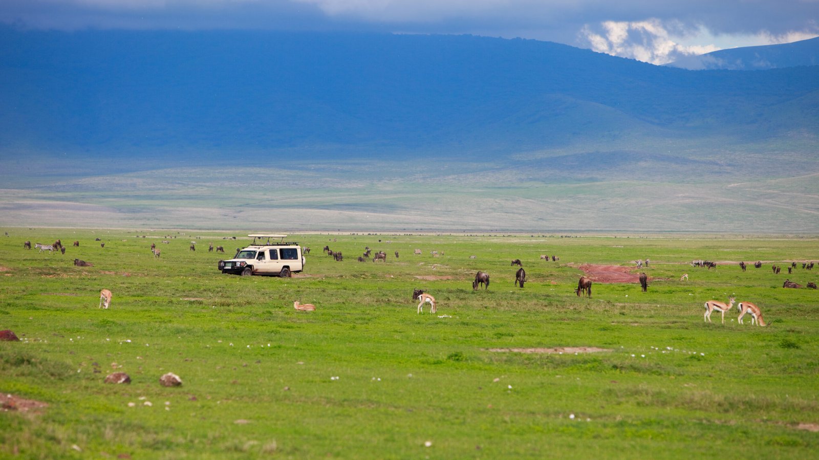 Game,Drive.,Safari,Car,On,Game,Drive,With,Animals,Around,