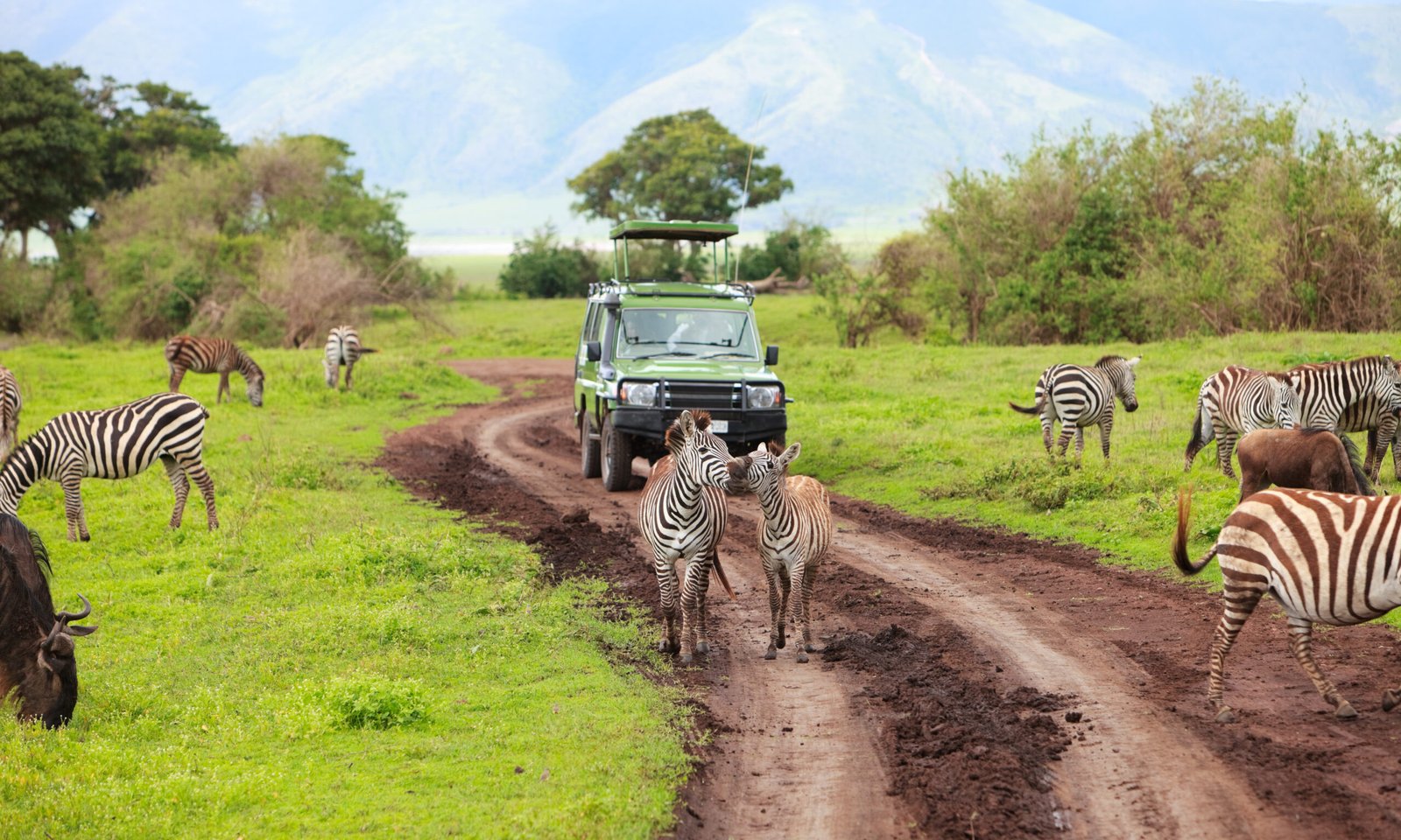 Game,Drive.,Safari,Car,On,Game,Drive,With,Animals,Around,