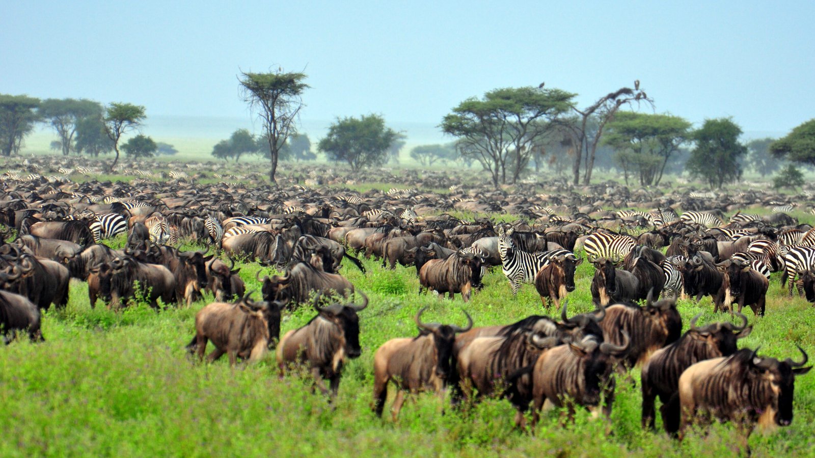 The,Great,Migration,At,Serengeti,National,Park,,Tanzania