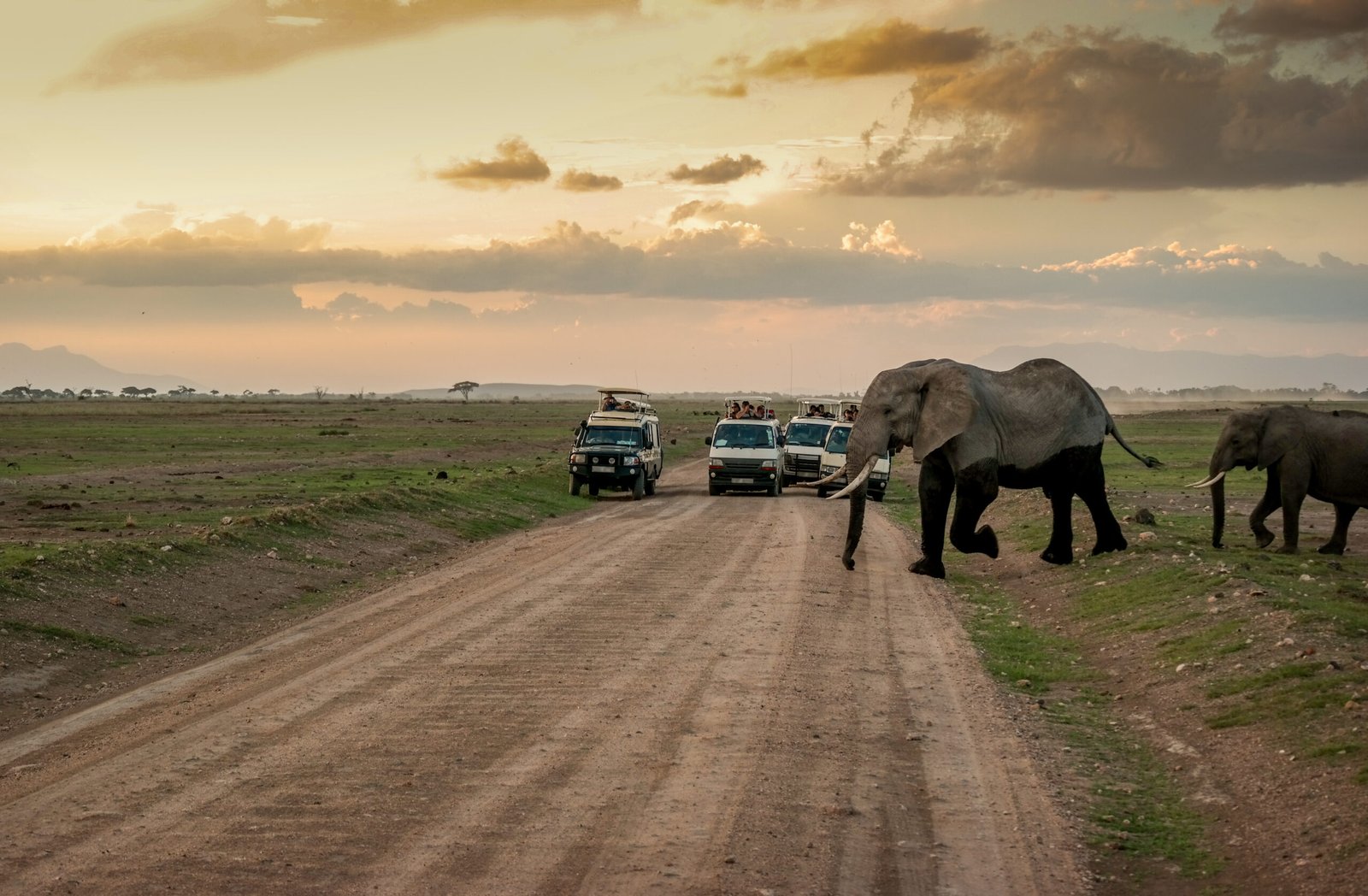 Elephant,Family,Crosses,The,Road,In,Amboseli,National,Park,In