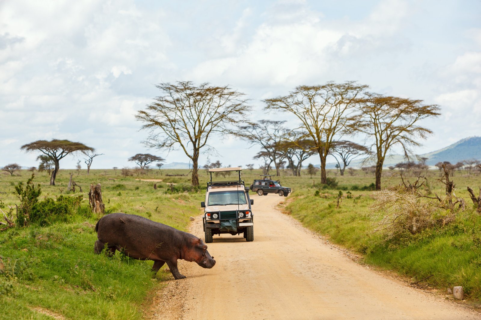Safari,Cars,On,Game,Drive,With,Hippo,Crossing,Road