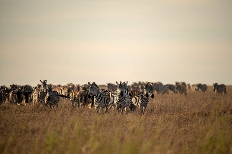 wildlife-to-spot-on-your (1)