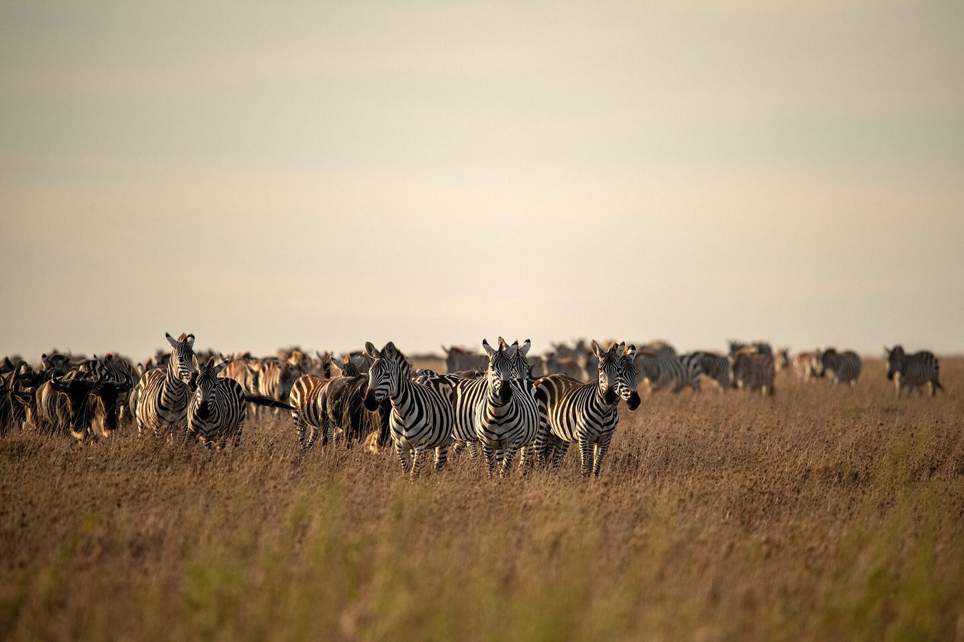 wildlife-to-spot-on-your (1)