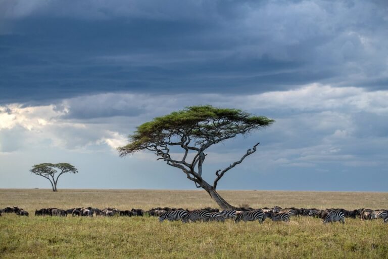 wildlife-to-spot-on-your