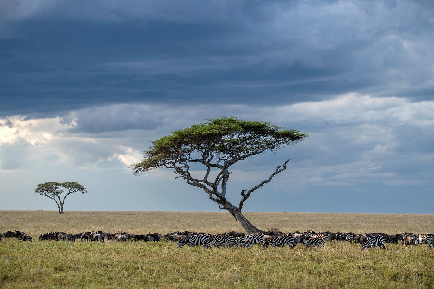 wildlife-to-spot-on-your